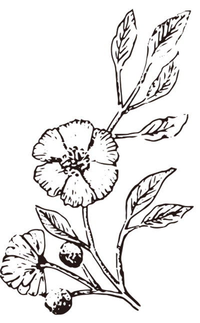 花 植物のイラスト 画像 イラスト 画像フリー素材 ラベル印刷net